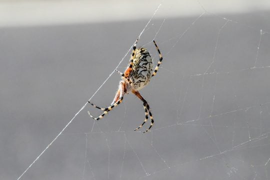 araxni spider